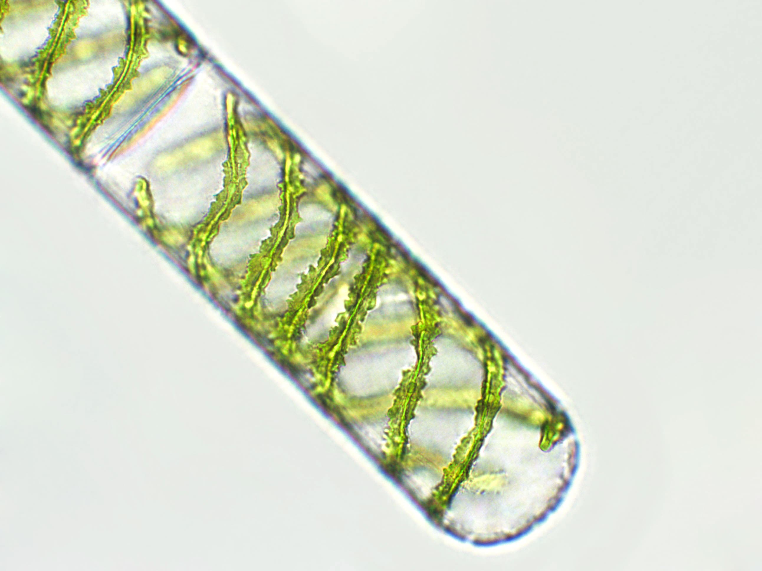 Peut-on vraiment 'rééquilibrer' son microbiote ? Ce que dit la science