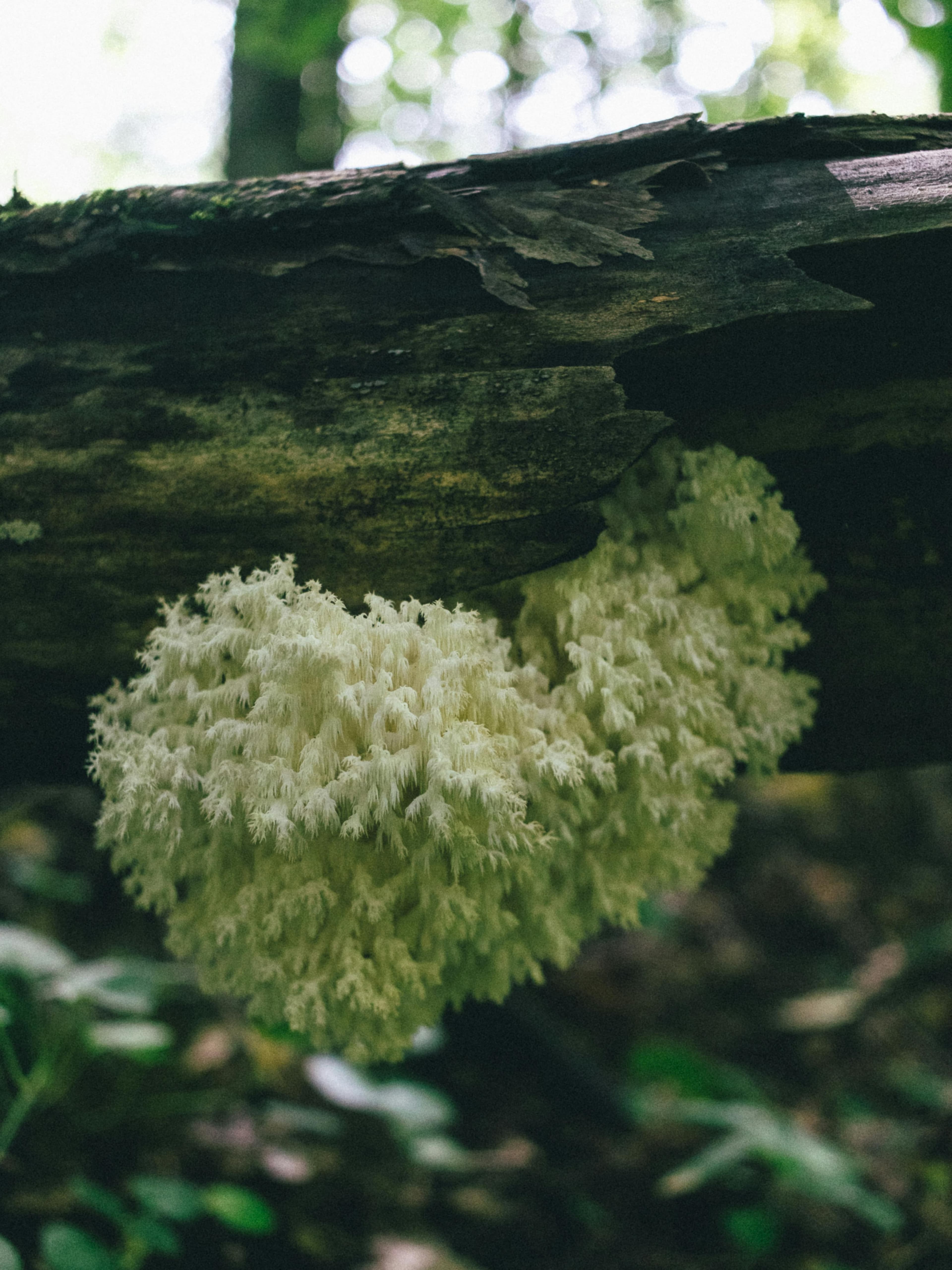 Lion's Mane : bienfaits, utilisation et pourquoi ce champignon fascine autant