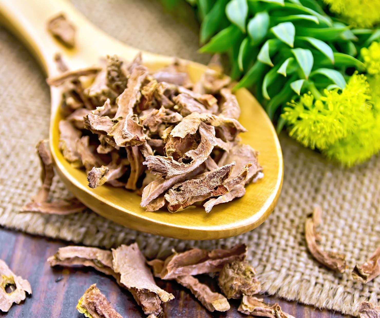 La Rhodiola: et si nous en parlions ?