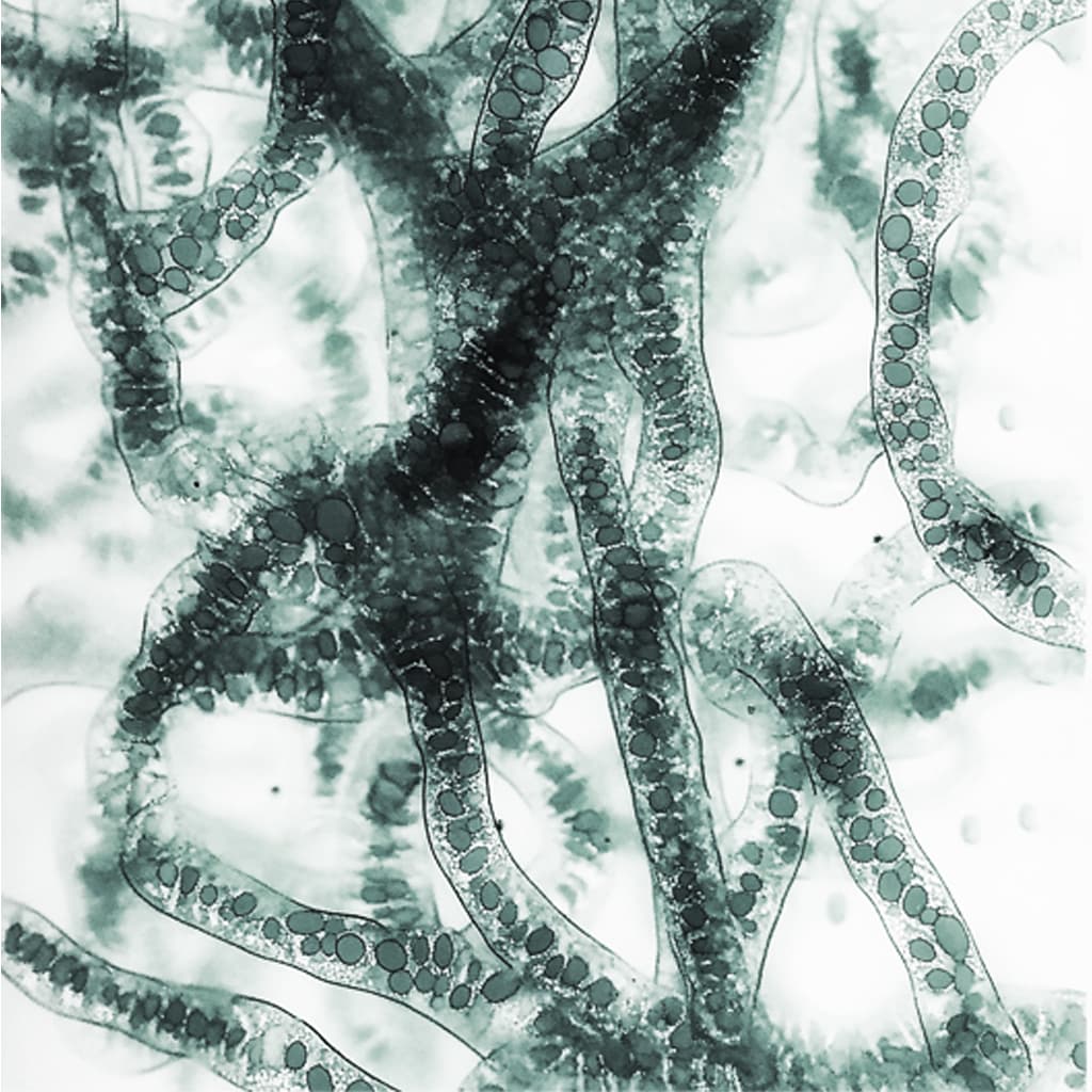 Les 5 rôles essentiels du microbiote dans le corps humain