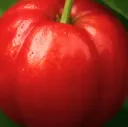 Acérola fermentée