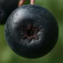 Aronia fermenté