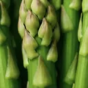Asperge fermentée