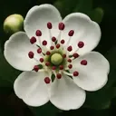 Aubépine fermentée