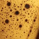 Banane fermentée