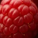 Framboise fermentée