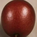 Jujube fermenté