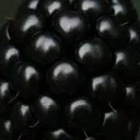 Mûre fermentée