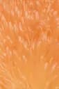 Pamplemousse fermenté