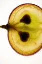 Raisin fermenté