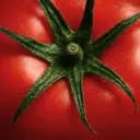 Tomate fermentée