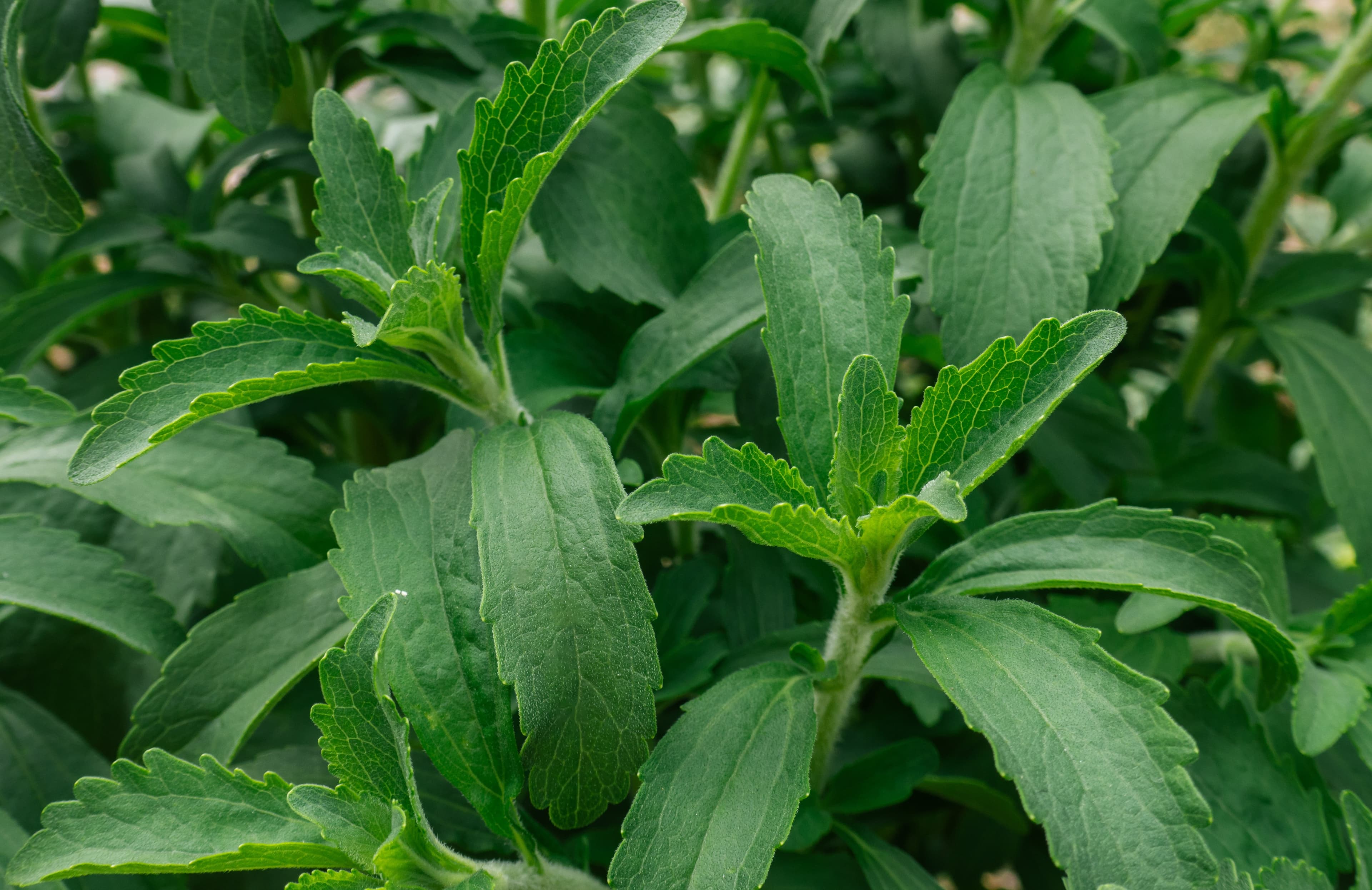Stévia : un édulcorant naturel à découvrir pour une alimentation plus saine ?