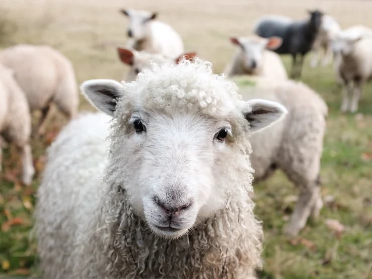 Voulez-vous nos 5 conseils pour arrêter de compter les moutons ?